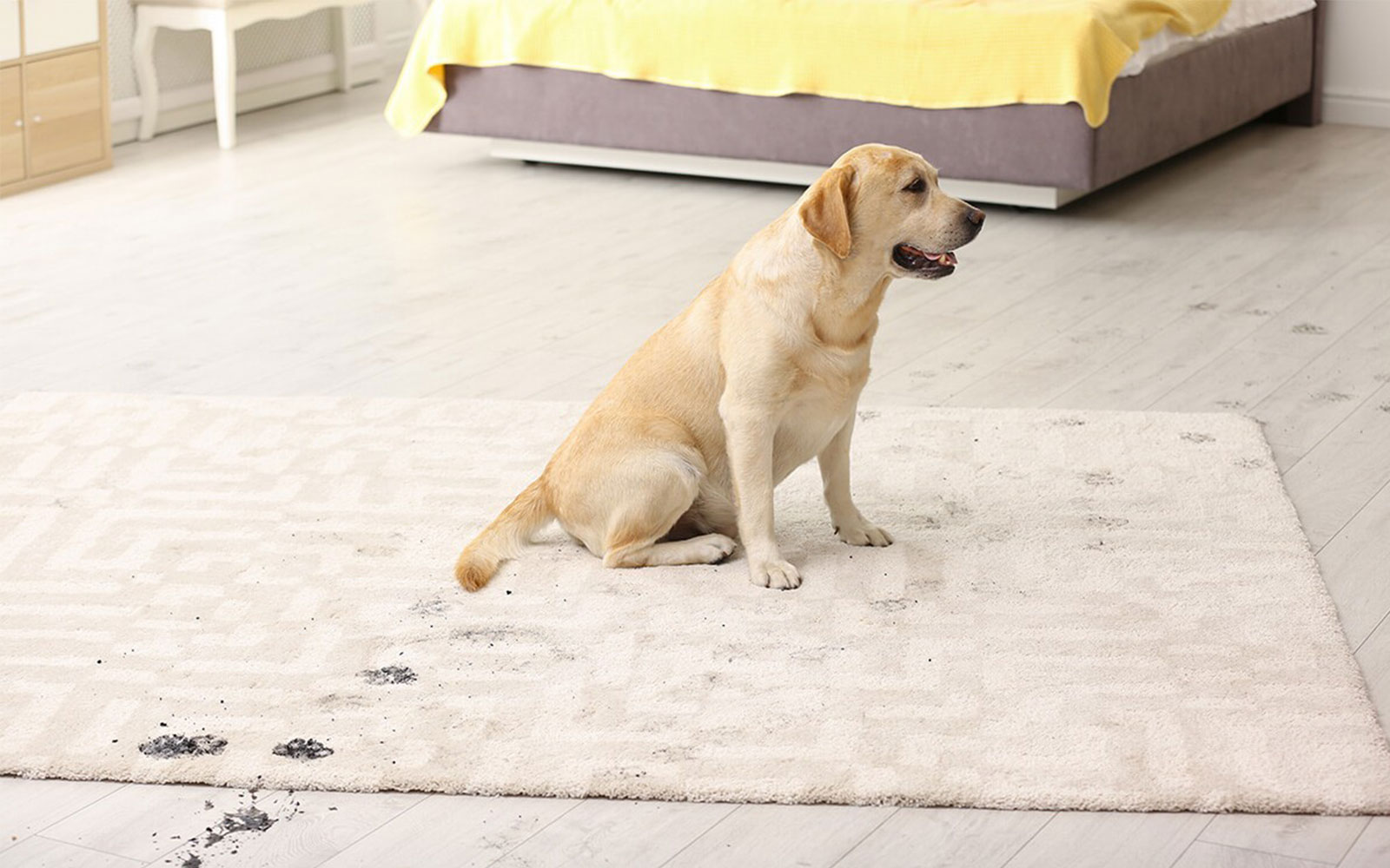 Rug-stain Stains cleaning of rug | JCB Interiors